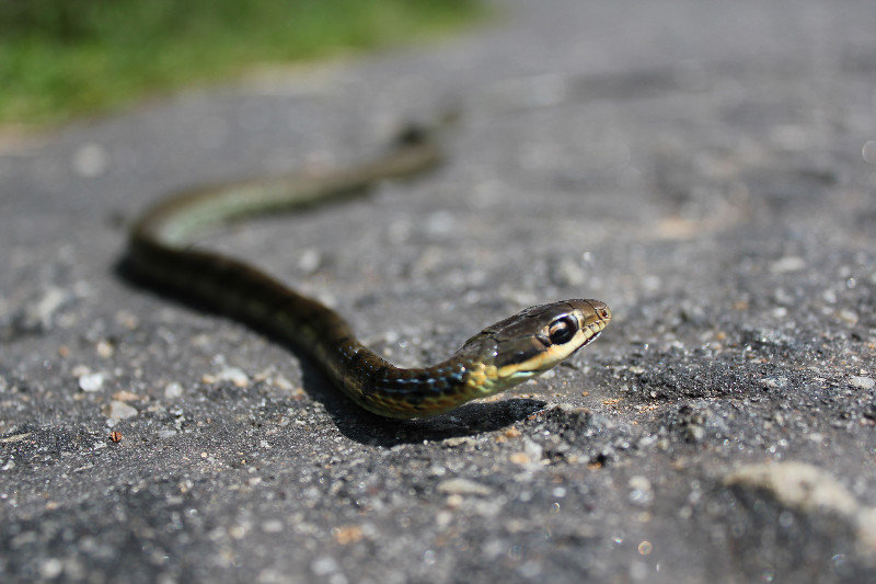 Snake on the road near Meemure