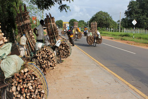 Incredible wood transport by bicycle near Eravur028