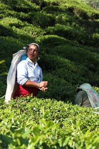 Tea picking Nuwara