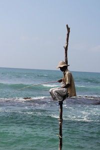 Stelt fisher near Dikwella