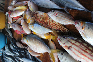 Fish at market Hikkaduwa
