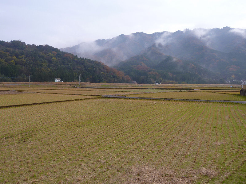 The rice has been harvested