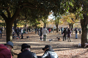 Dog gathering Yoyogi Park