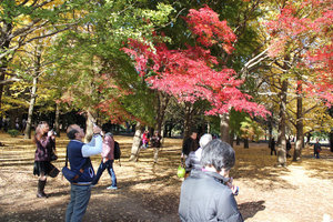 Tree admirers, Yoyogi Park