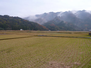 The rice has been harvested