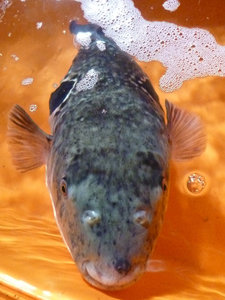 Fugu, poisonous puffer fish