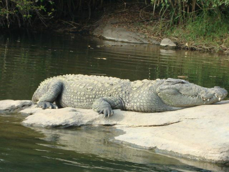 crocodile at rangantithu
