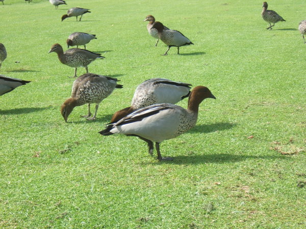 Local wildlife on Kwinana Golf Course