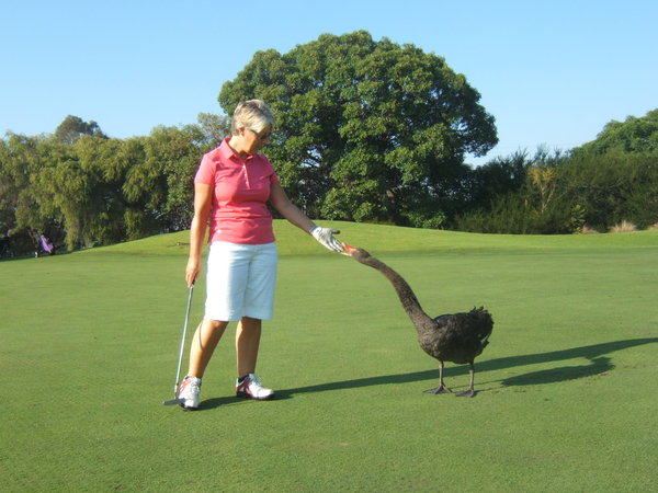 The friendly Black Swan at WA golf course
