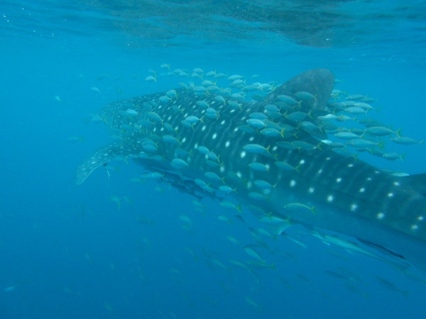 The second Whale Shark