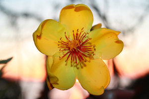 Bowens Symbolic Flower. Kapok Flower