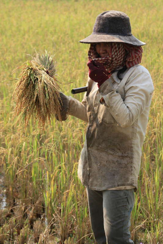 Rice Field Worker