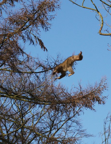 Barbary Macaque Jump!