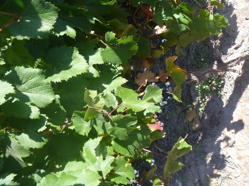 Grapes at the vineyard