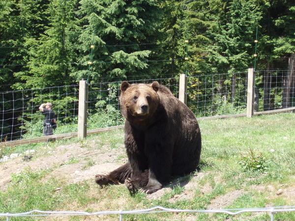 finally got to see a bear, not in the wild though.  an orphan at grouse mountain