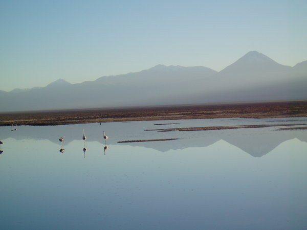 Flamingos in a Salt lagoon