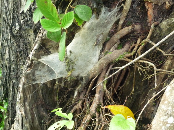 Tarantula Nest