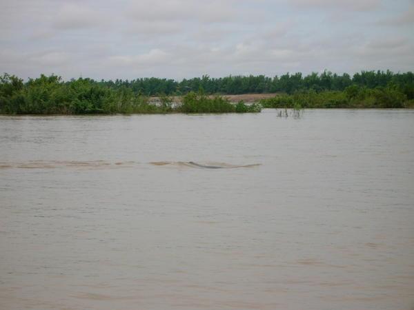 Mekong Dolphin