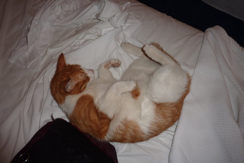 The guesthouse resident cat 'Thomas' making himself at home on my bed