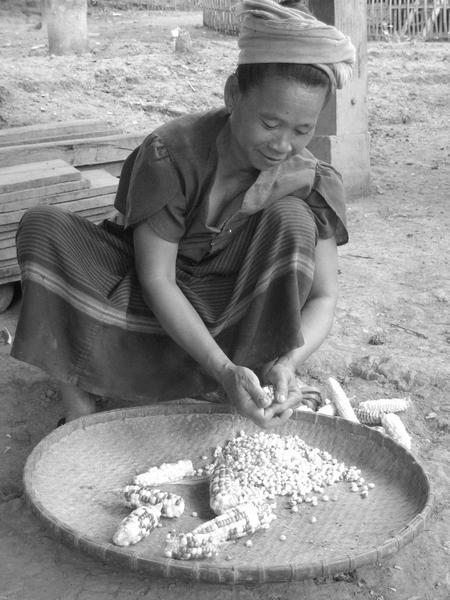 Local woman preparing corn