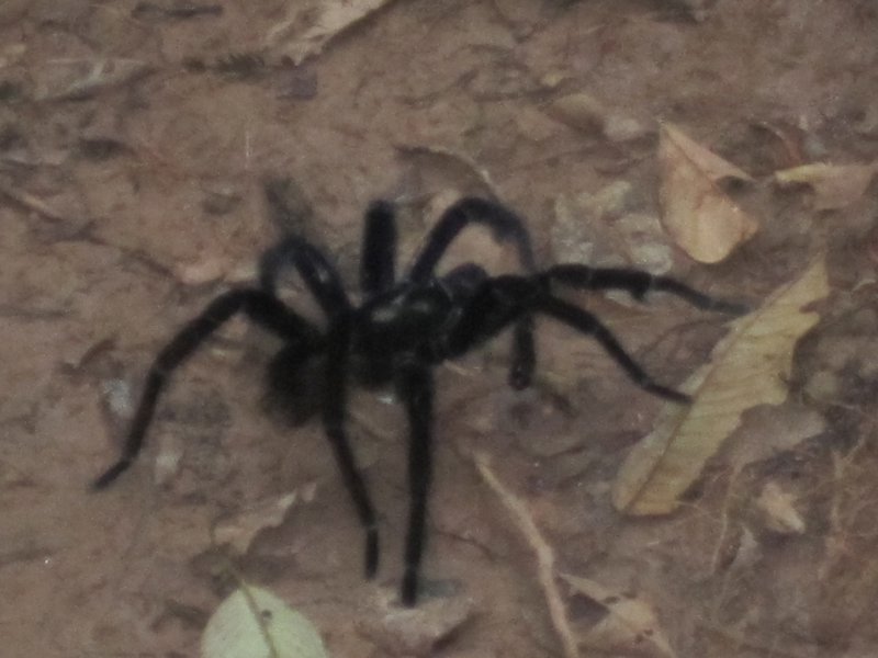 bird eating tarantula