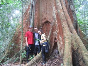1000 year old iron tree