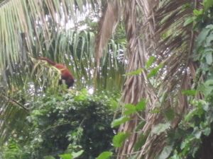 red howler monkey