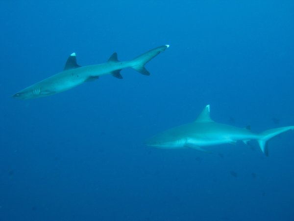 Weißspitzenriffhai+grauer Riffhai