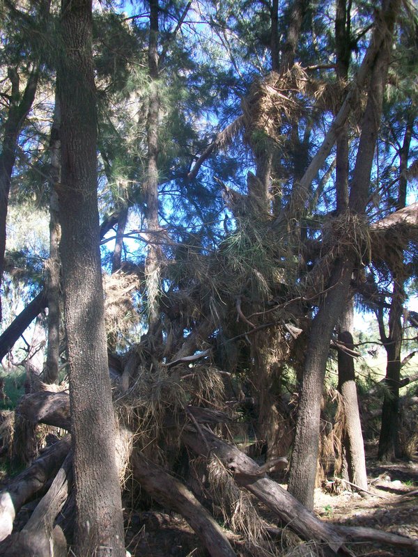 Debris in trees