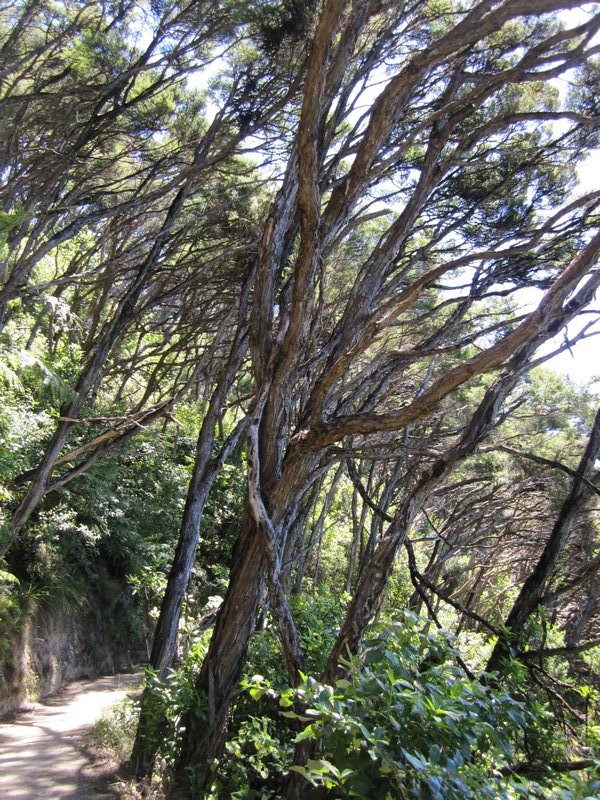 Tea tree forest