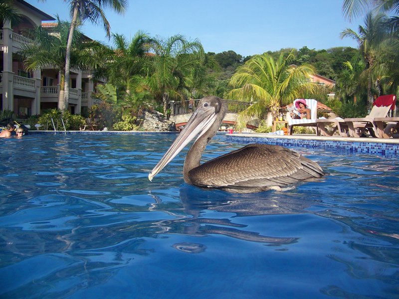 Pelican in the Pool