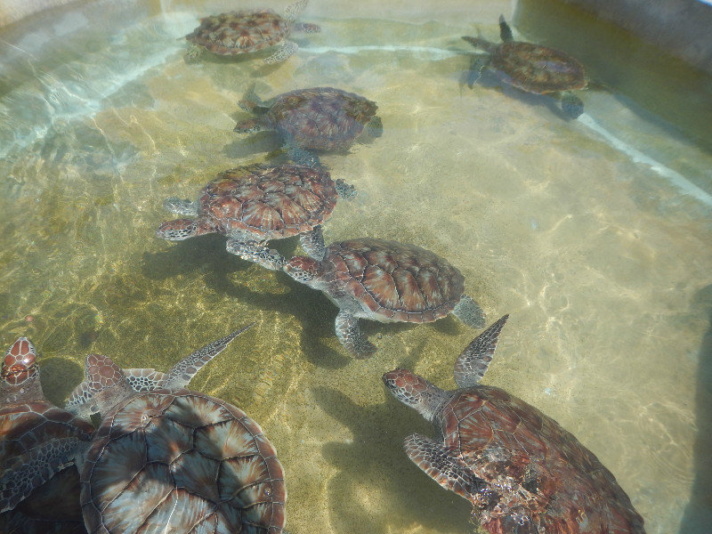 Huge Turtles