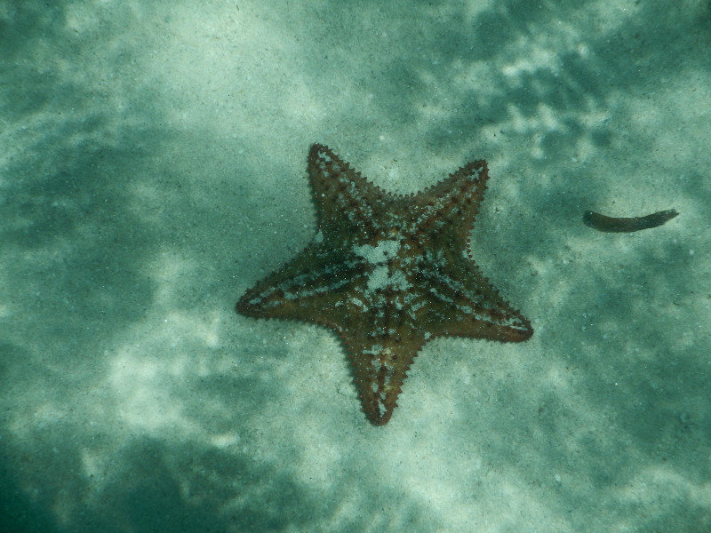 Starfish!