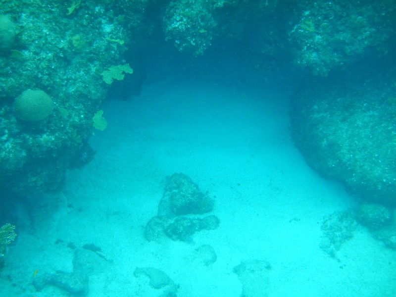 Nurse shark is lurking in there