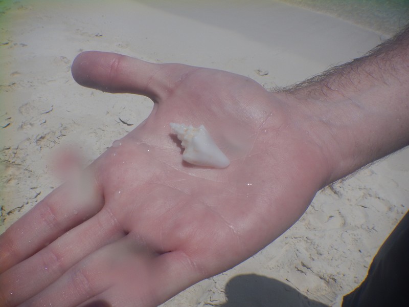 Baby Conch!