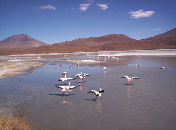 pink hued salt deposits and flamingos