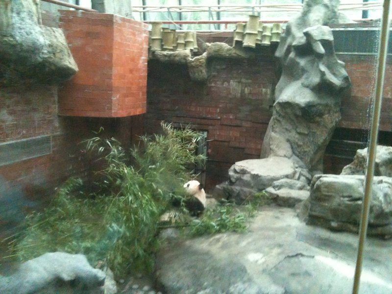 Panda's at the zoo