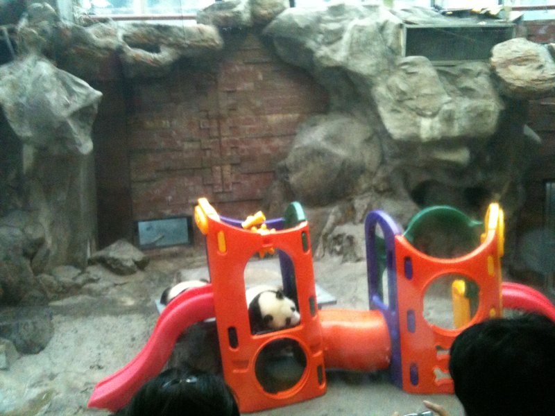 Baby Panda's