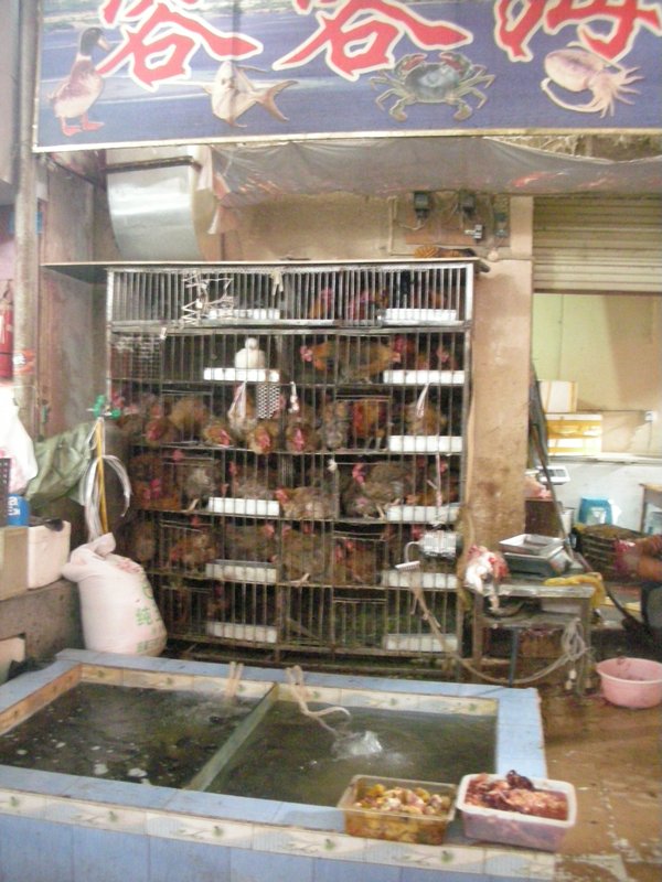 Lhasa - The Market, please select a bird!