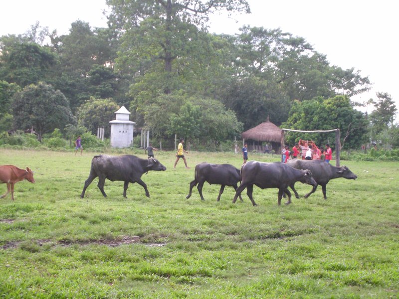 Chitwan Nation Park - A quick game of football!