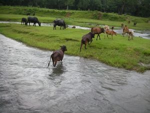 Chitwan National Park - The first river crossing