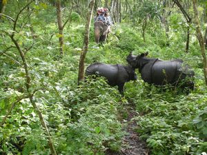 Chitwan national Park - The Rhino's