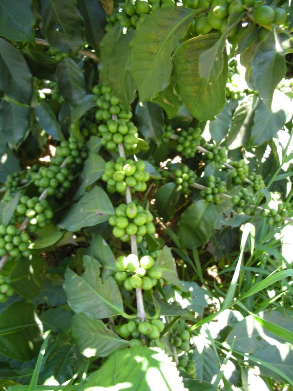 Dalat - Coffee beans