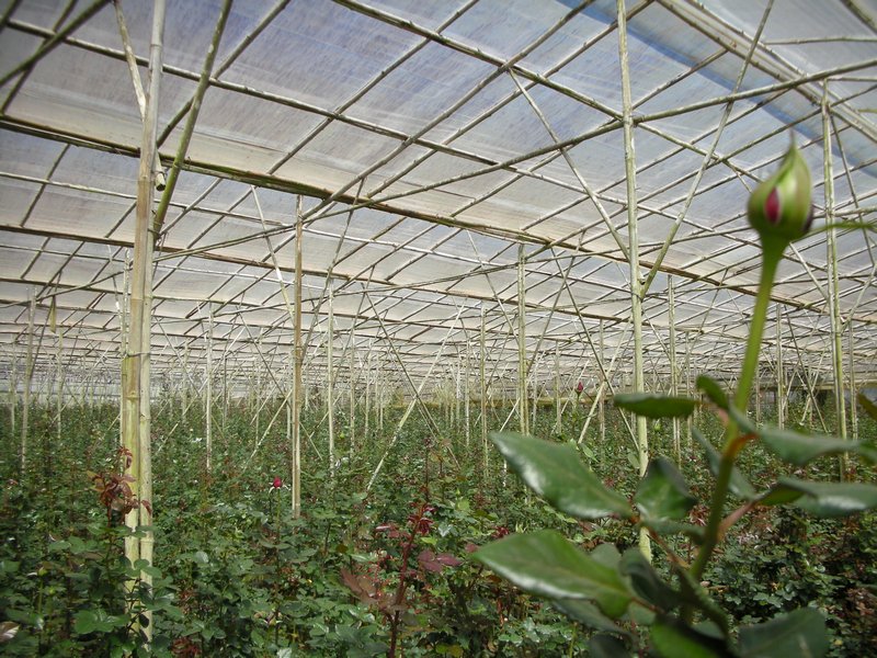 Dalat - Rose farming
