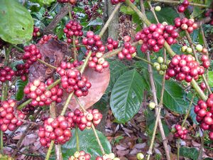 Dalat - Coffee Beans