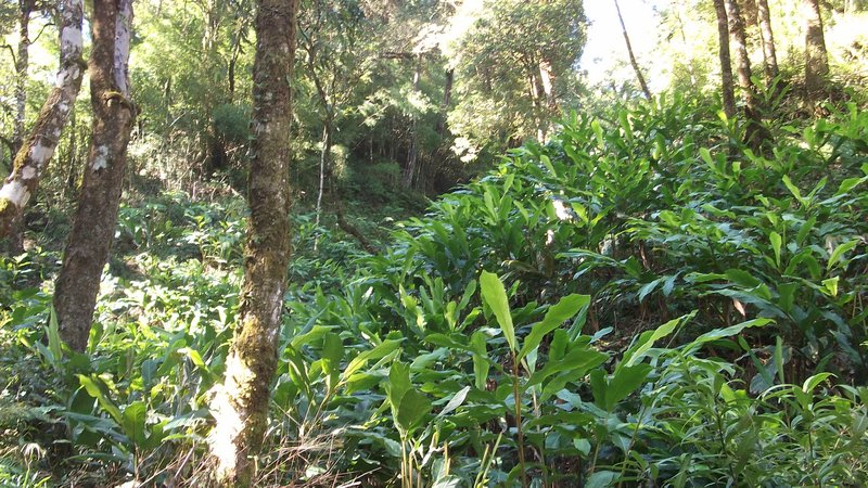 Sapa - Fansipan - Jungle trek