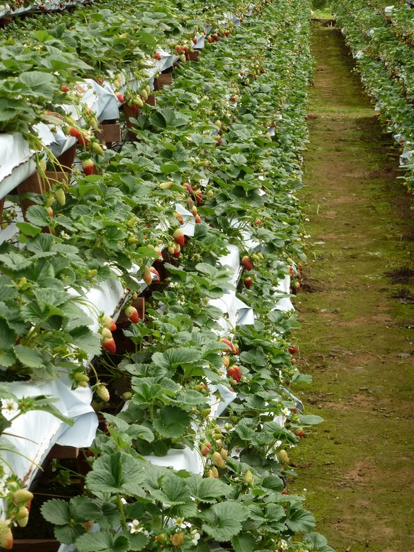 Cameron Highlands - Strawberry farm