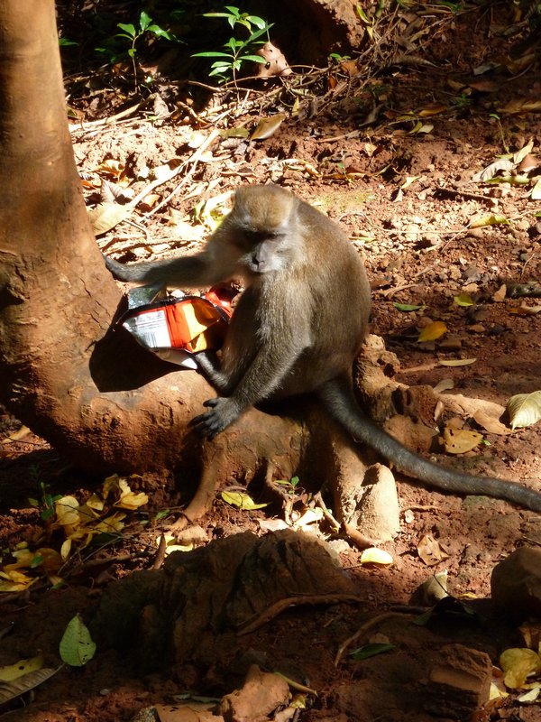 Langkawi - A monkey with it's natural dinner