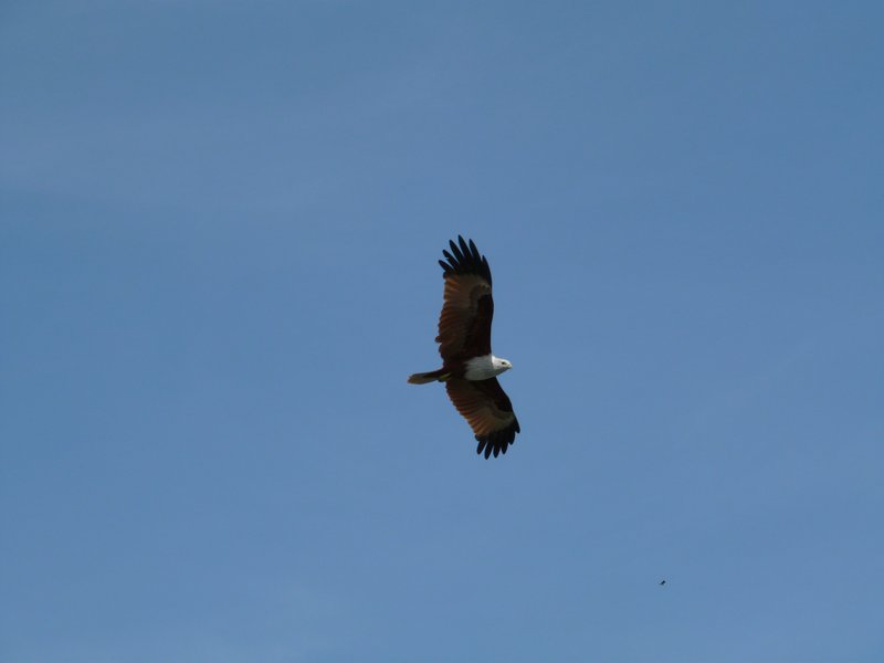 Langkawi - Eagle in flight