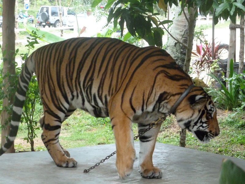 Koh Samui - Tiger for photos